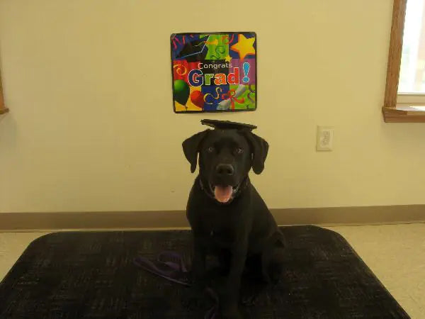 Custom Doctoral Graduation Cap for Dogs with Tassel