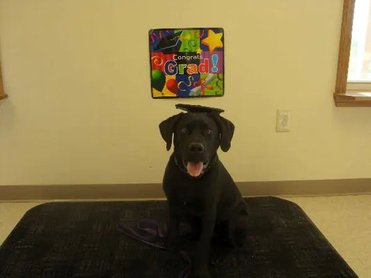 Custom Doctoral Graduation Cap for Dogs with Tassel