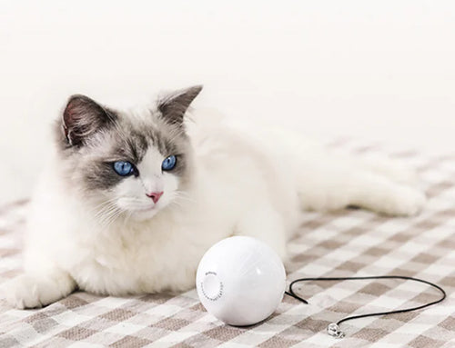 Cat Toy Wand - Essential Accessories for Cats